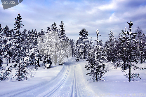 Image of Snow covered tree