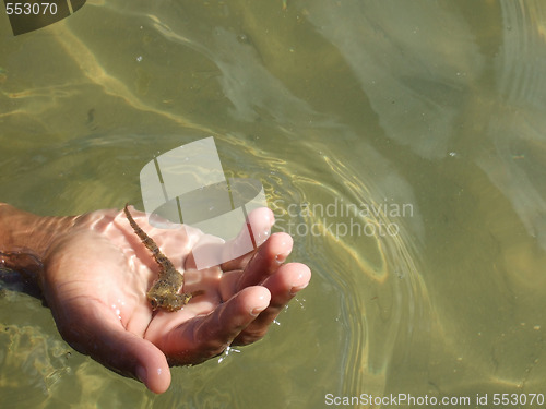Image of Holding sea-horse in the hands