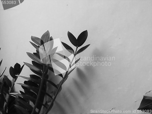 Image of Shadows of leaves