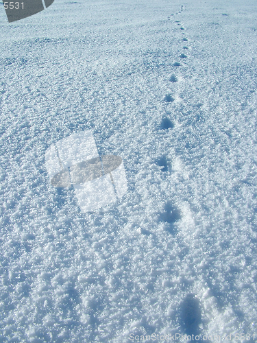 Image of Cat footprint