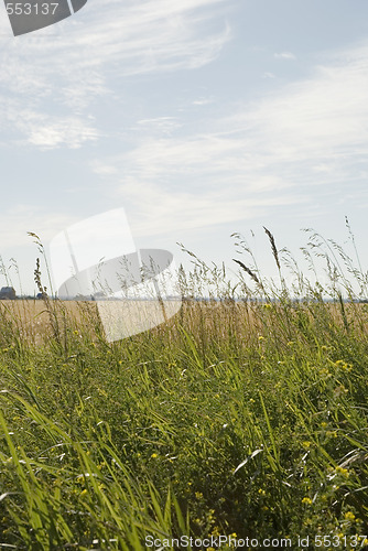 Image of green grass and blue sky