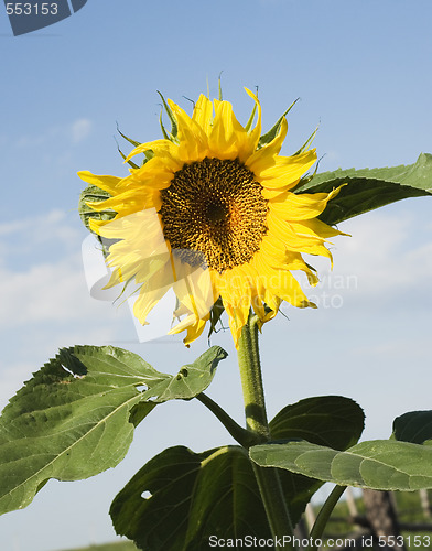 Image of a sunflower