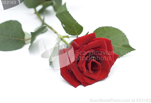 Image of beauty rose