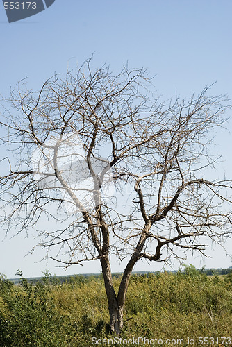 Image of dry tree