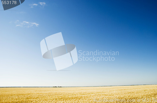 Image of field and sky