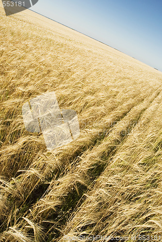 Image of field and sky