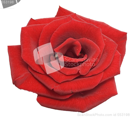 Image of red rose