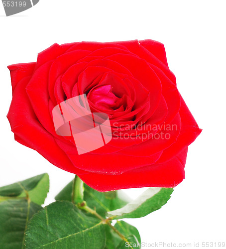 Image of red rose