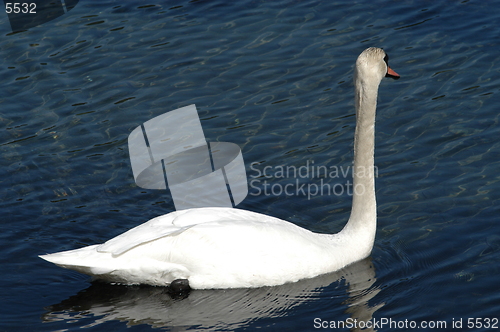 Image of Swan_3_27.04.2005