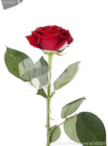 Image of rose