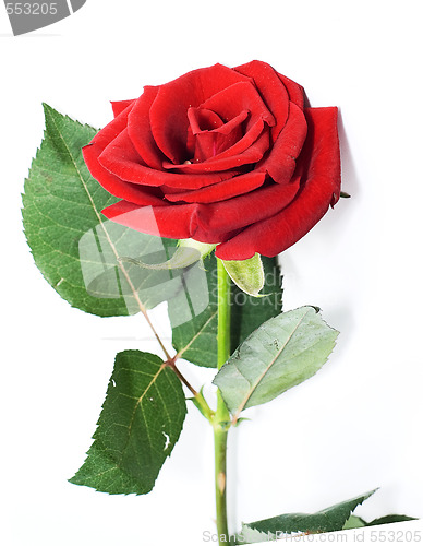 Image of rose