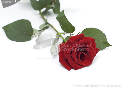 Image of rose on white