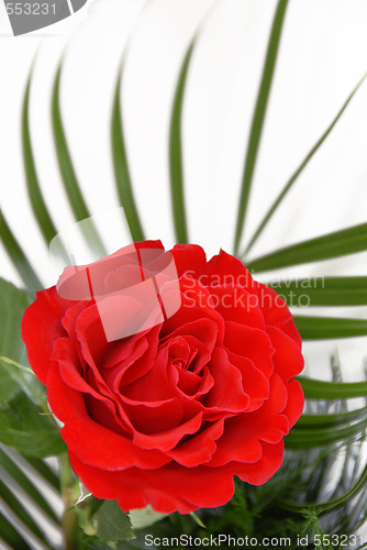 Image of Red rose