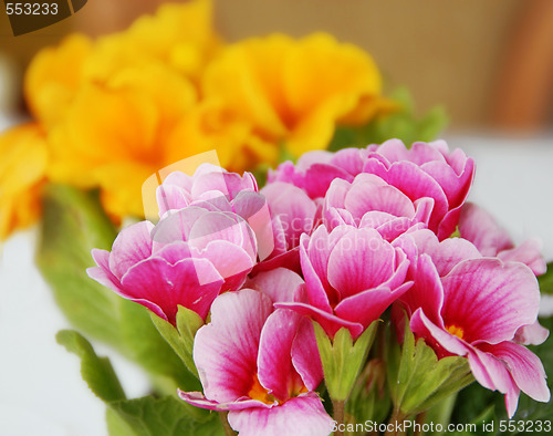 Image of Spring flowers