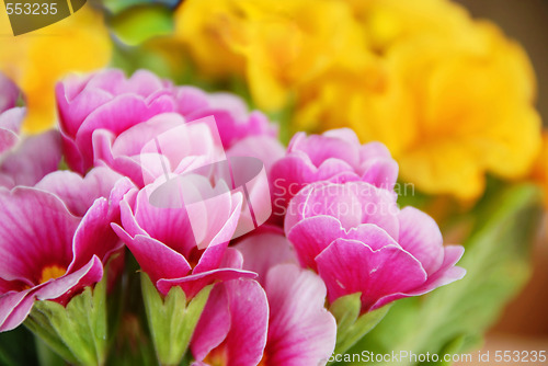 Image of Spring flowers