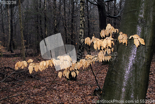 Image of Left leaves