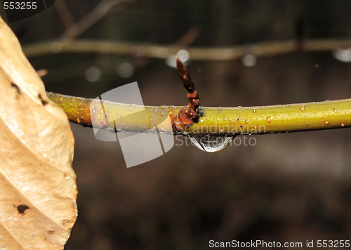 Image of Raindrop on a branch