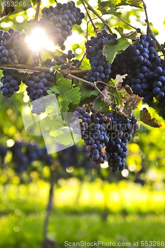Image of Purple grapes