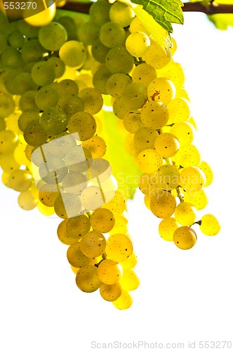 Image of Yellow grapes