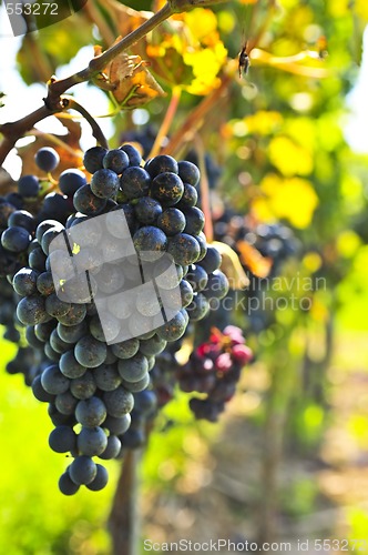 Image of Red grapes