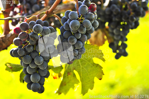 Image of Red grapes