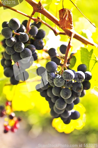 Image of Red grapes