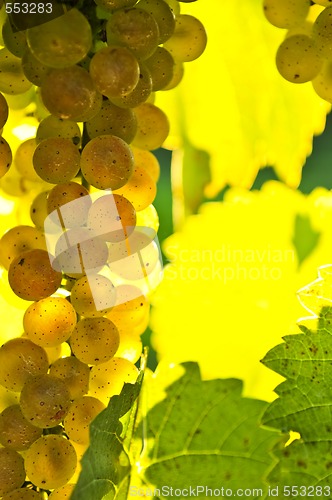 Image of Yellow grapes