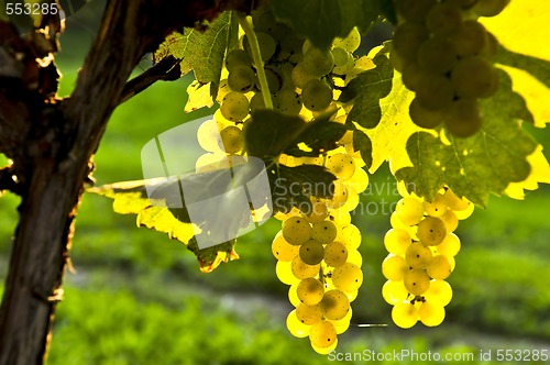 Image of Yellow grapes