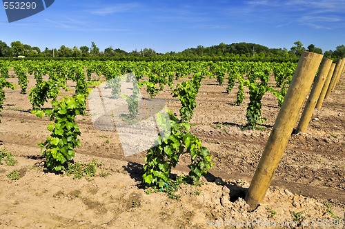 Image of Vineyard