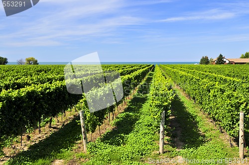 Image of Vineyard