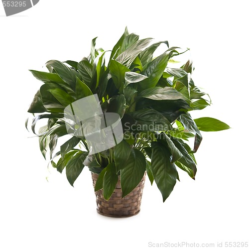 Image of Houseplant on white background