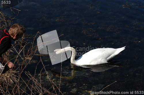 Image of Swan_4_27.04.2005