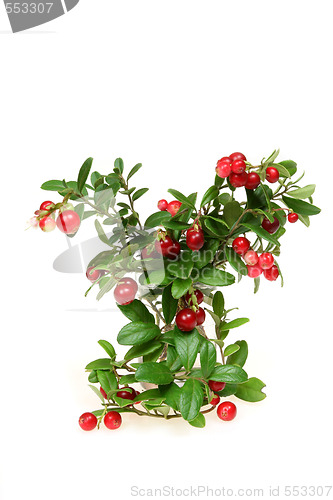 Image of Red whortleberry