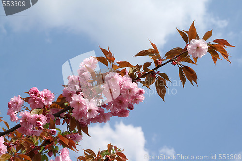 Image of Crab apple.