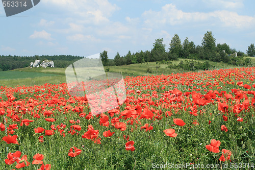 Image of Poppy