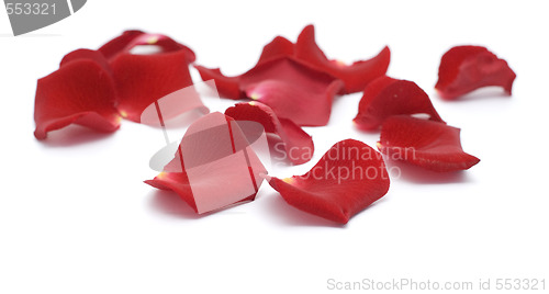 Image of rose petals
