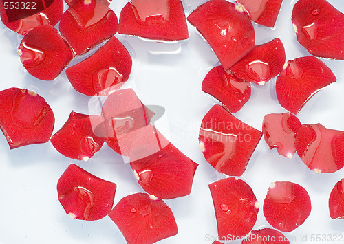 Image of rose petals in water