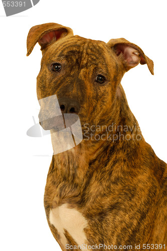 Image of Staffordshire terrier dog