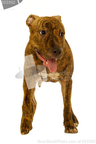 Image of Staffordshire terrier dog