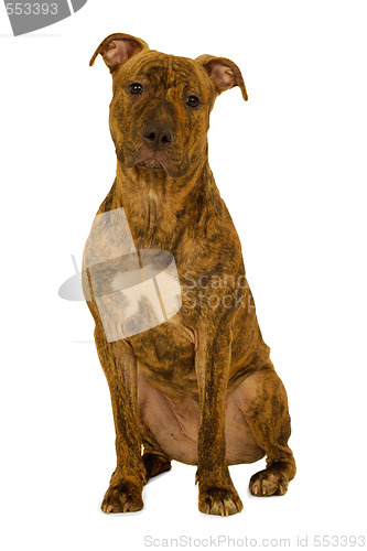 Image of Staffordshire terrier dog