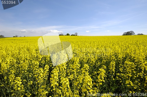 Image of Yellow rape field