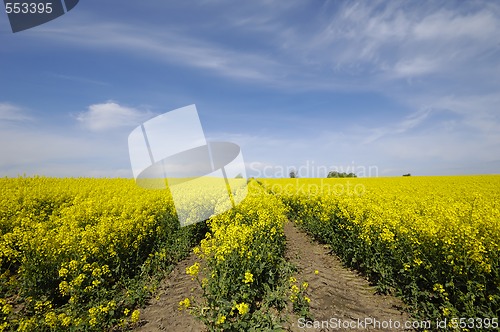 Image of Yellow rape field