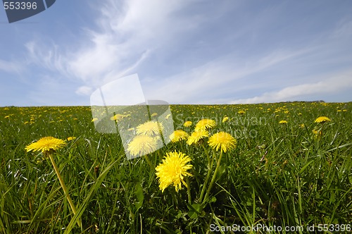 Image of Dandelions and blue sky