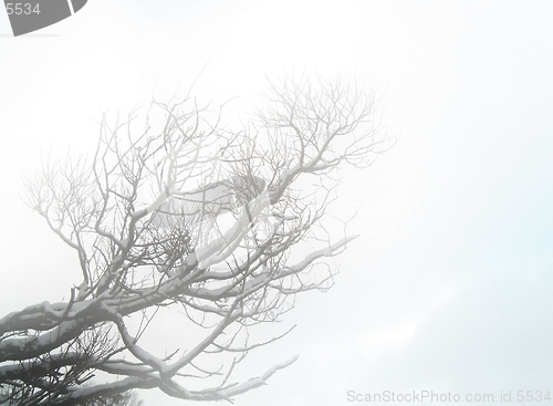 Image of lop in mist