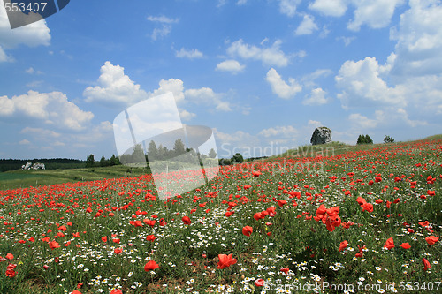 Image of Poppy and chamomile