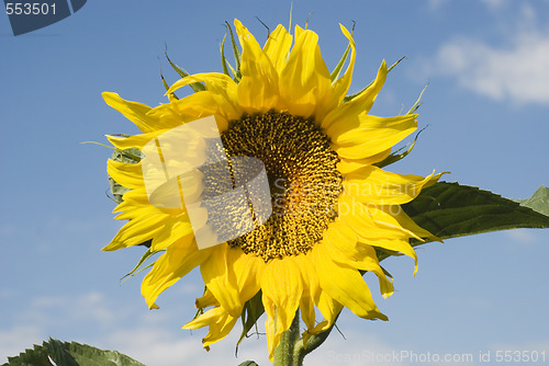 Image of sunflower and sky