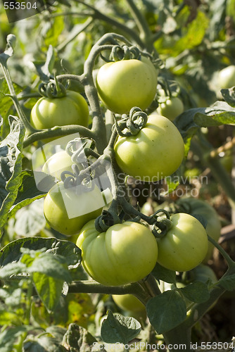 Image of unripe tomatoes