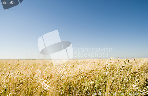 Image of wheat field