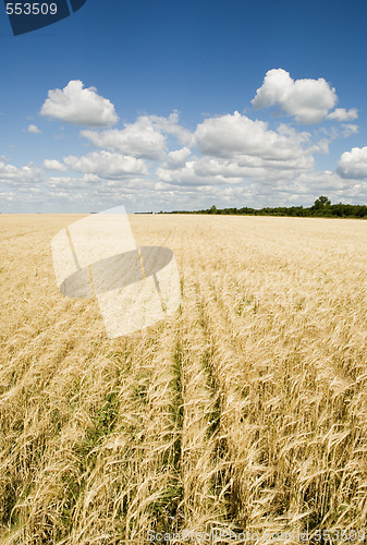 Image of wheat field and blue sky