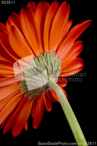 Image of red gerbera